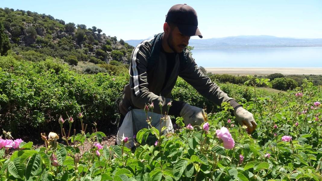 Göl manzaralı, gül kokulu bahçelerde hasat keyfi! Litresini 12 bin euroya satıyorlar 21